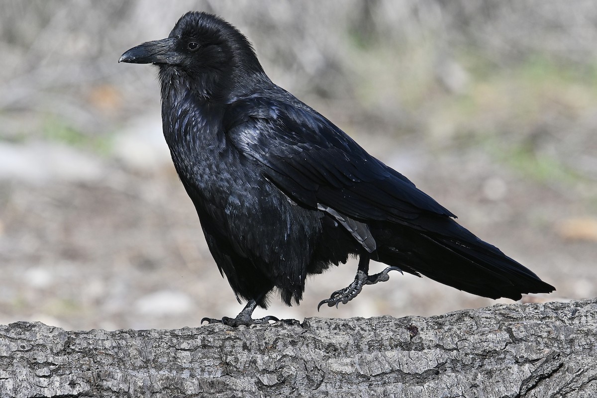 Common Raven - ML619918613