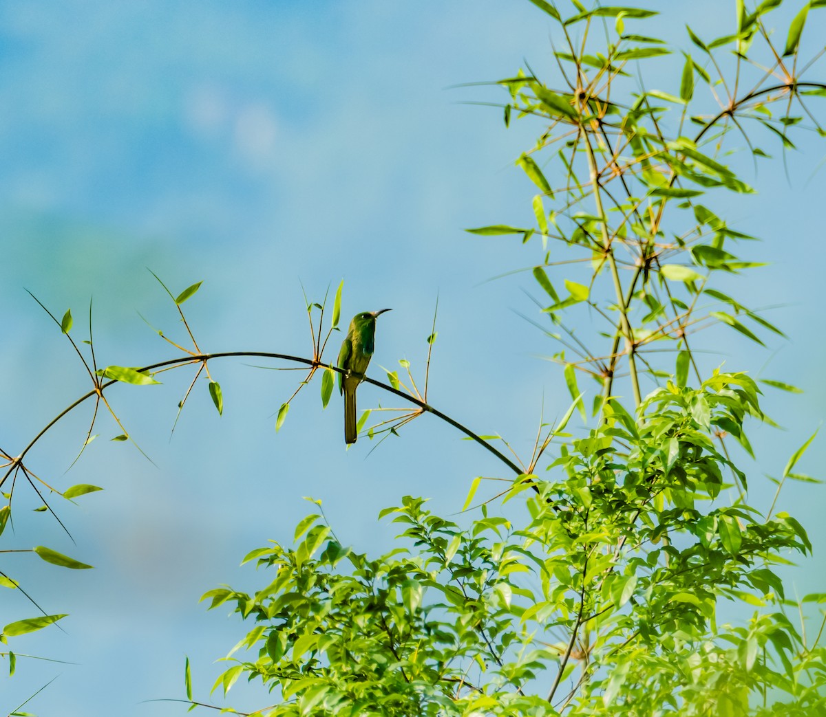 Blue-bearded Bee-eater - ML619918625