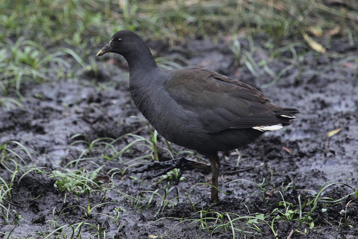 Dusky Moorhen - ML619918634