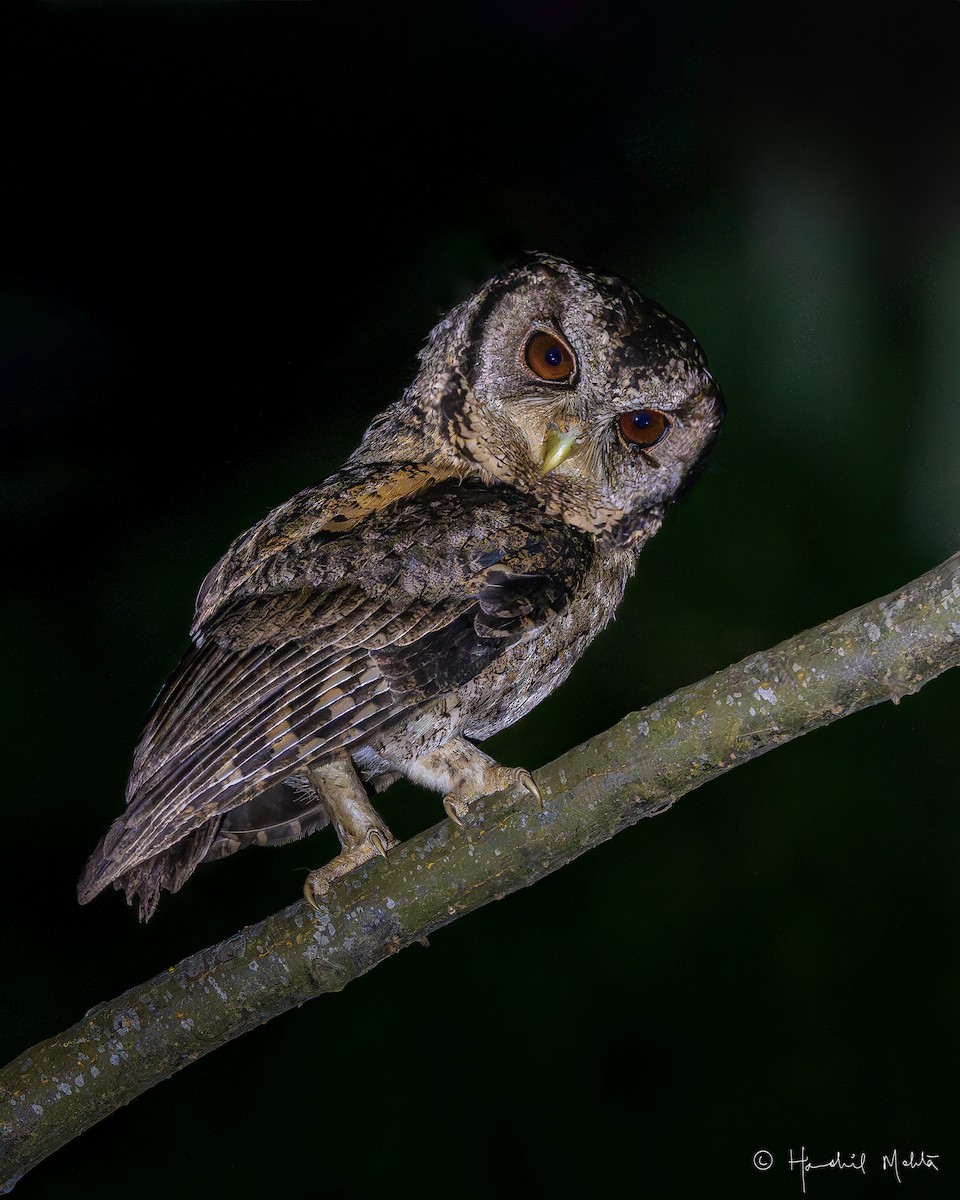 Collared Scops-Owl - ML619918635