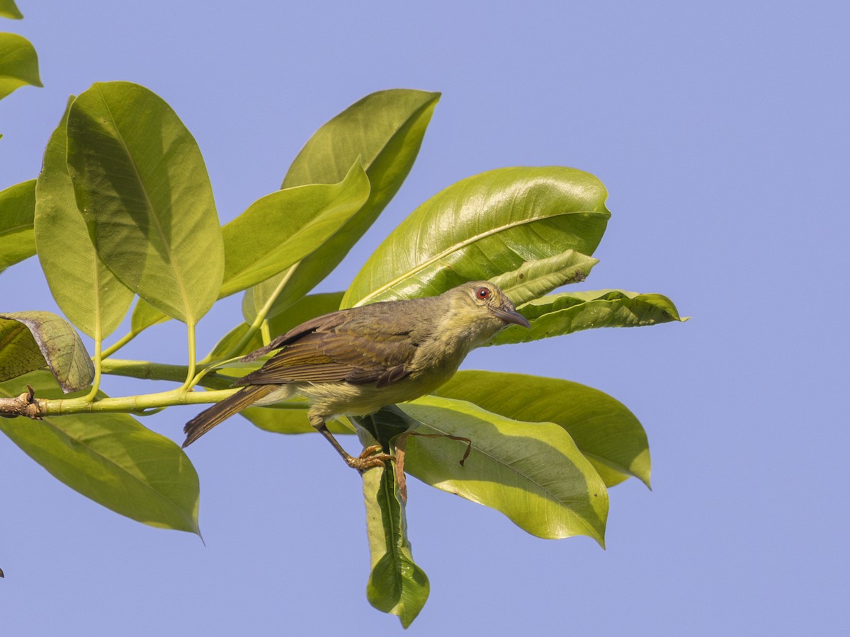 Brown-throated Sunbird - ML619918642