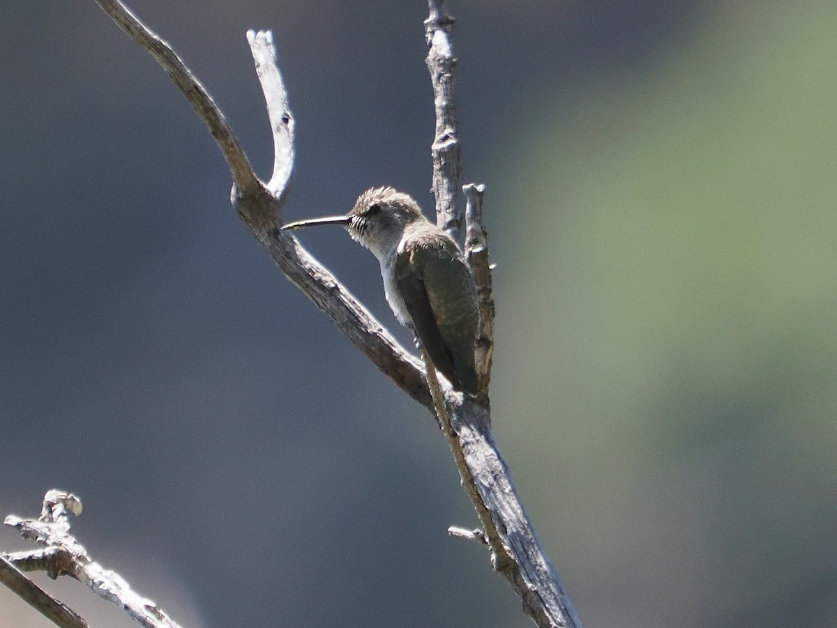Costa's Hummingbird - ML619918643