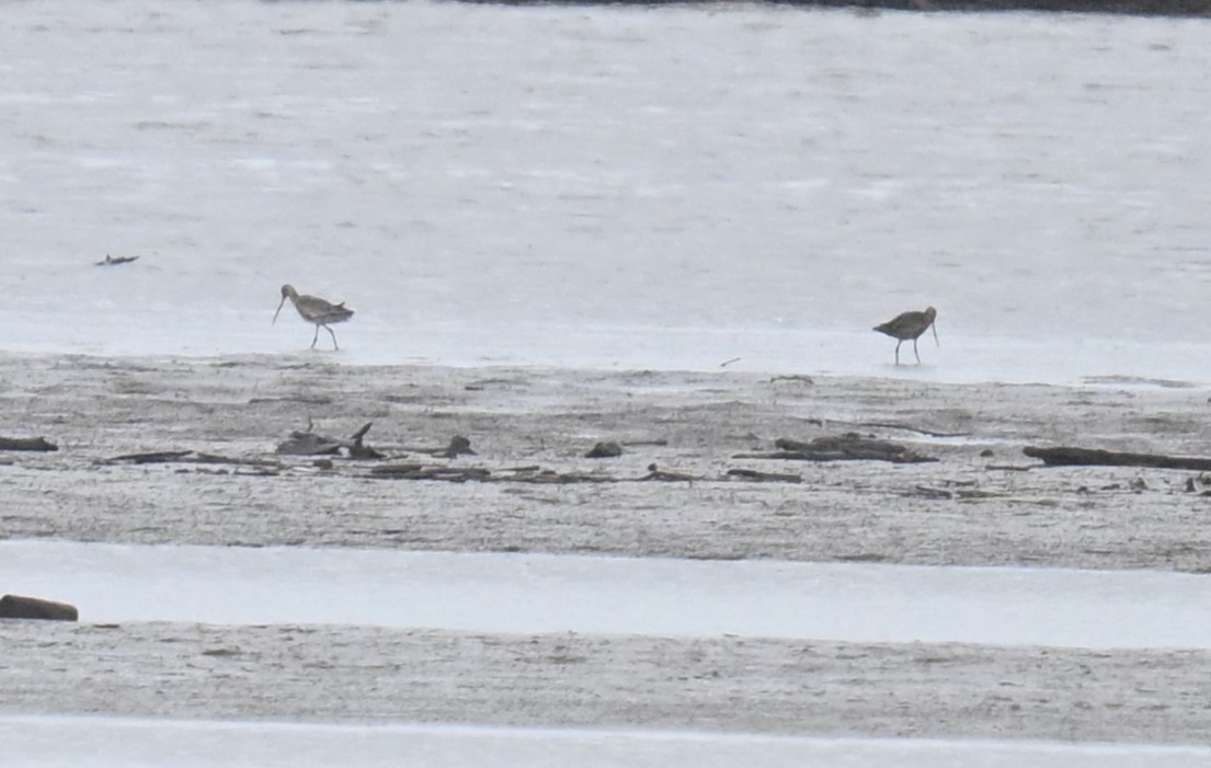 Hudsonian Godwit - ML619918659