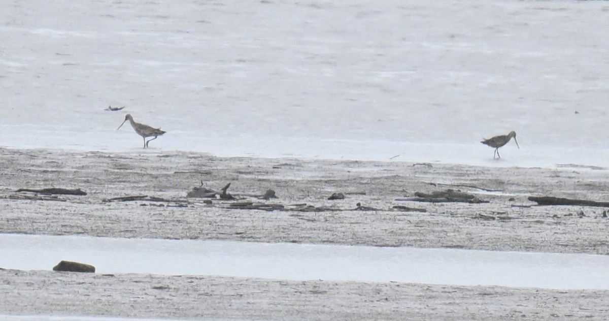 Hudsonian Godwit - ML619918661