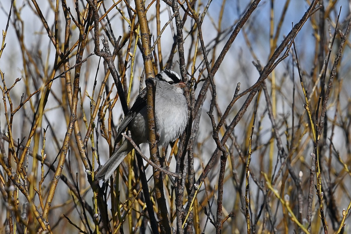 White-crowned Sparrow - ML619918672