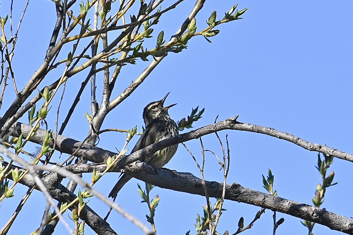 Northern Waterthrush - ML619918673