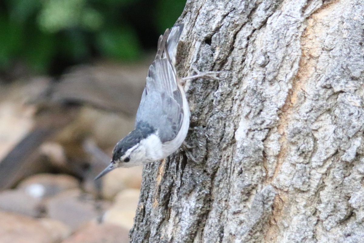 White-breasted Nuthatch - ML619918676