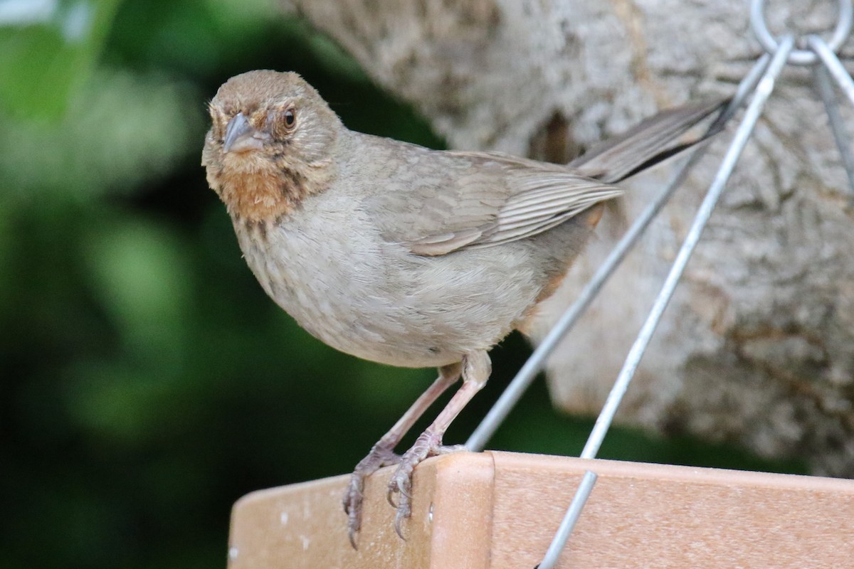 California Towhee - ML619918686