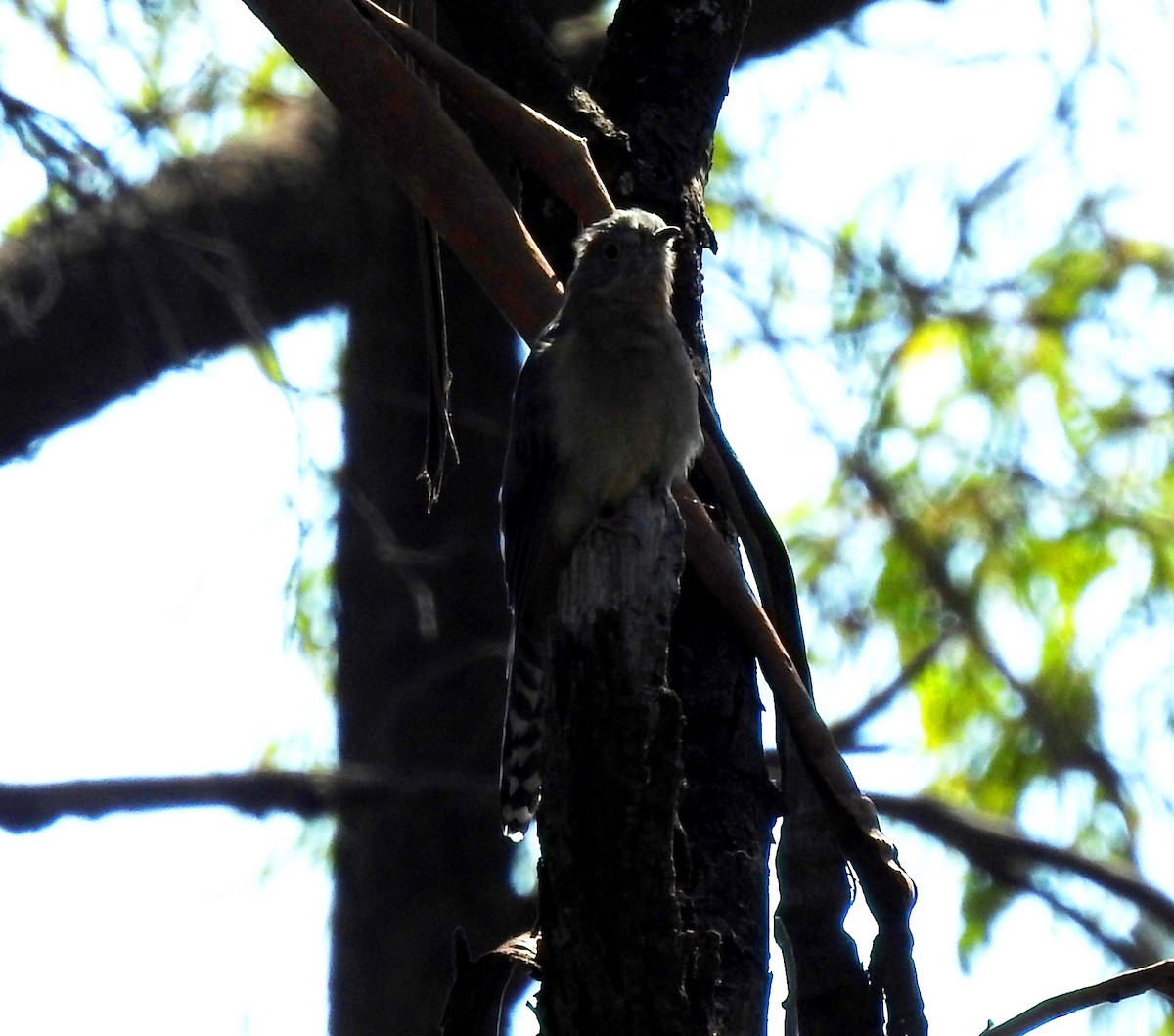Fan-tailed Cuckoo - Helen Li