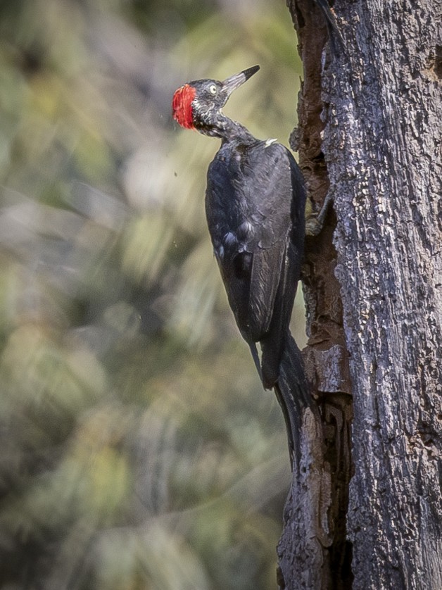 White-bellied Woodpecker - ML619918709