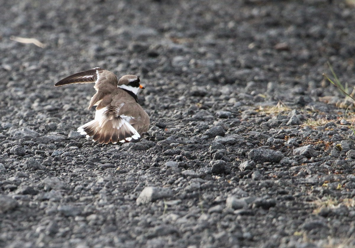 Common Ringed Plover - ML619918721