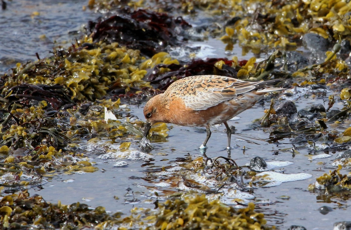 Red Knot - ML619918763