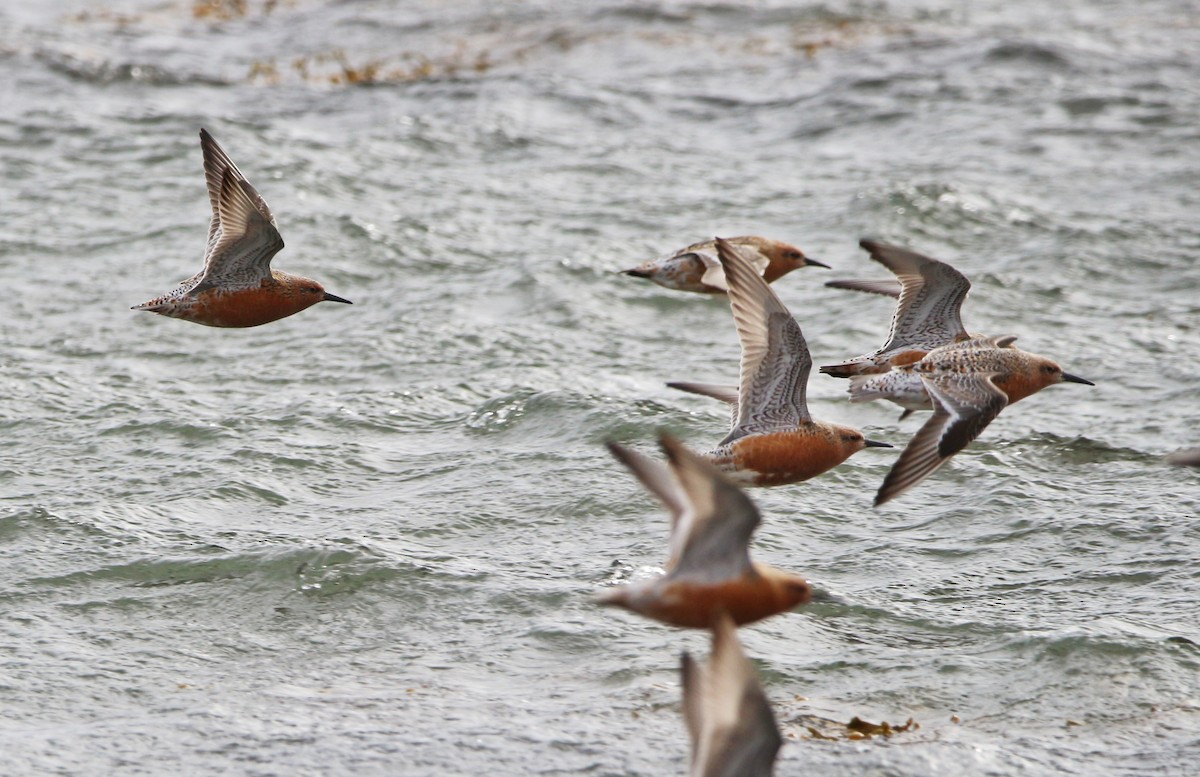 Red Knot - ML619918765