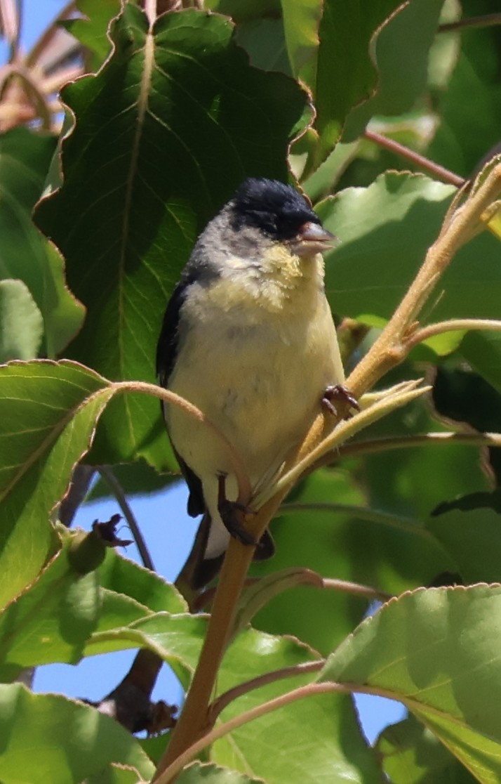 Lesser Goldfinch - Suba S