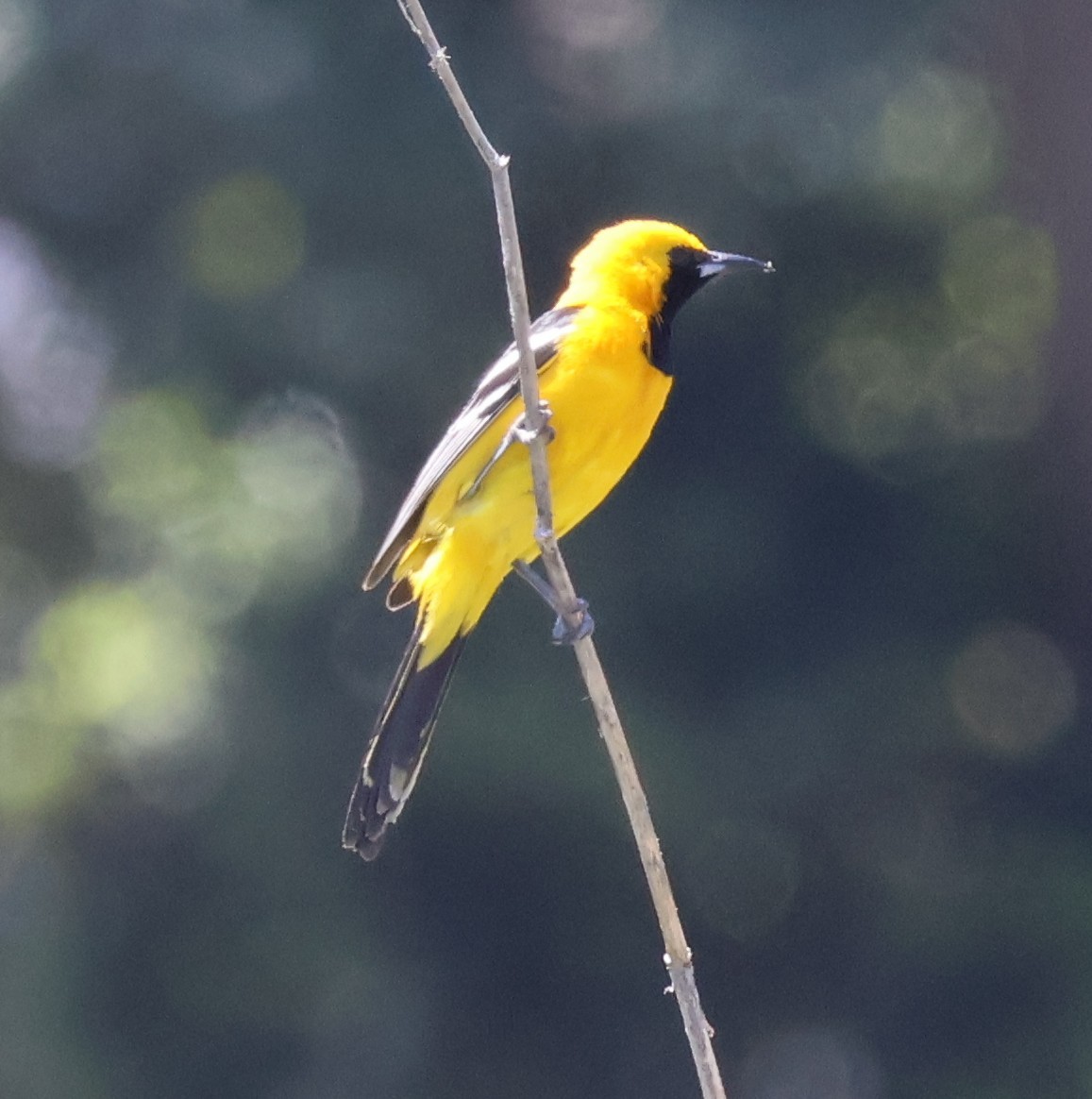 Hooded Oriole - ML619918795