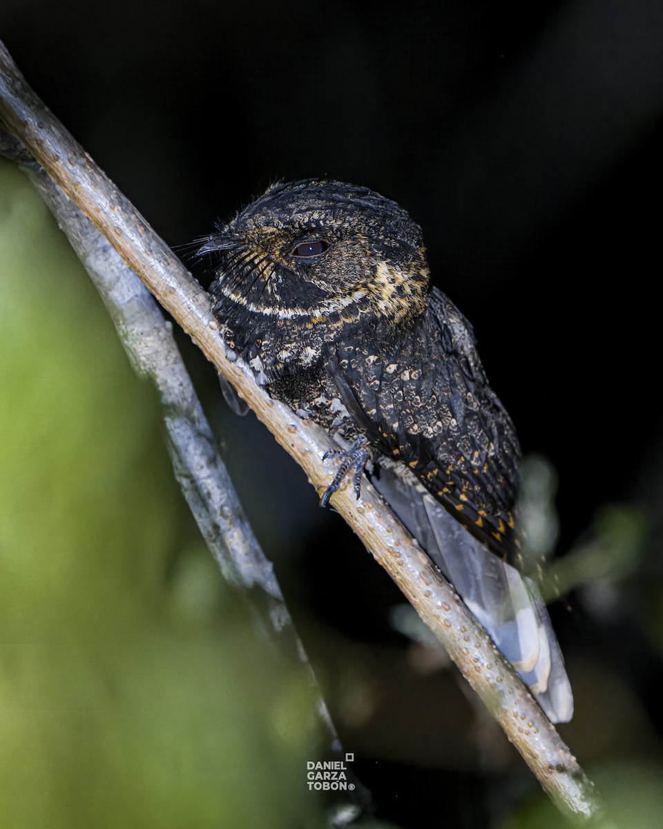 Tawny-collared Nightjar - ML619918808