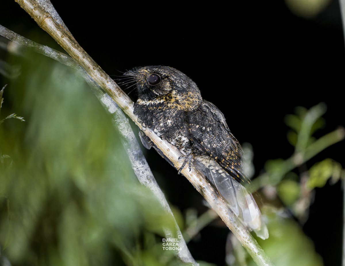 Tawny-collared Nightjar - ML619918809