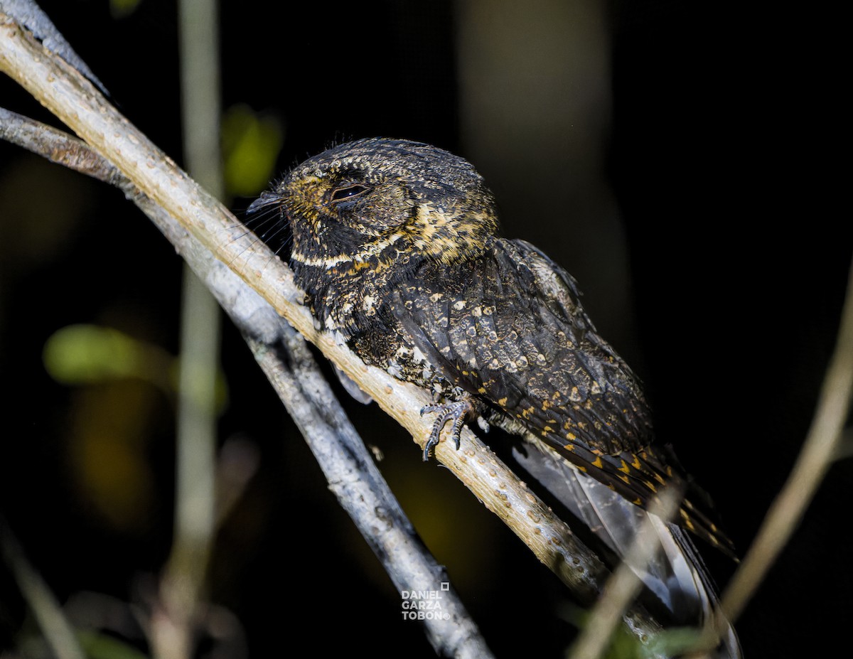 Tawny-collared Nightjar - ML619918810