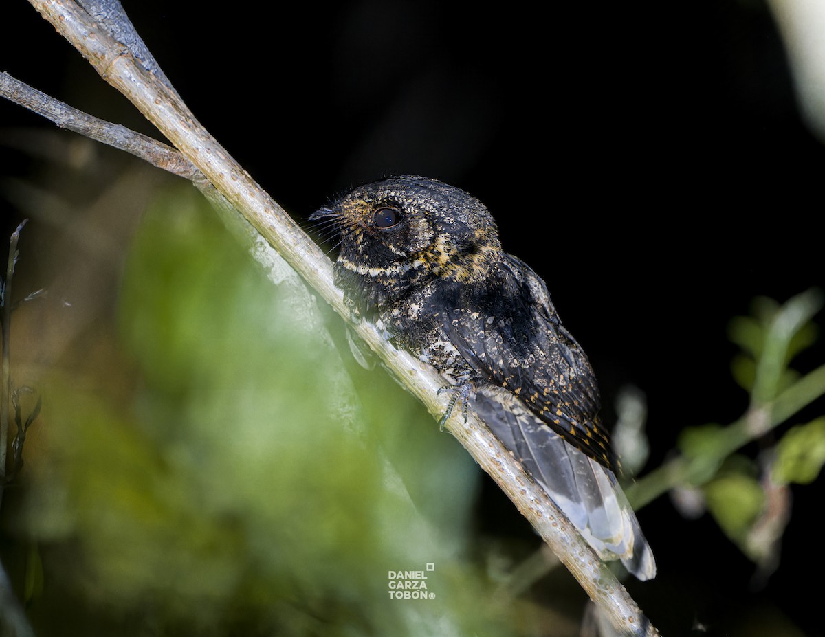 Tawny-collared Nightjar - ML619918811