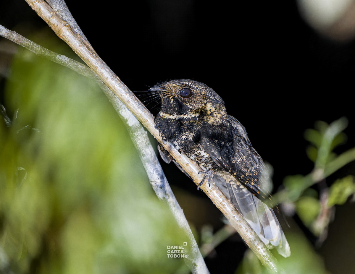 Tawny-collared Nightjar - ML619918813