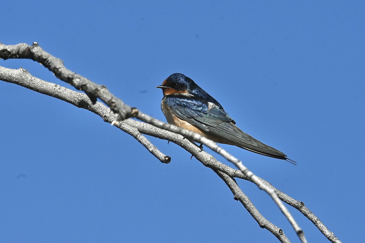 Barn Swallow - ML619918815