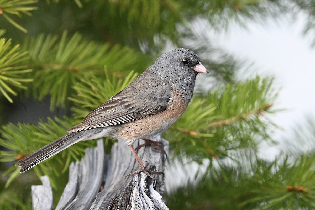 Dark-eyed Junco - ML619918846