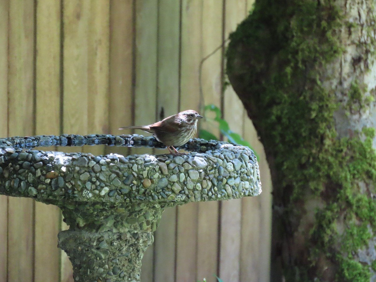 Song Sparrow - ML619918877