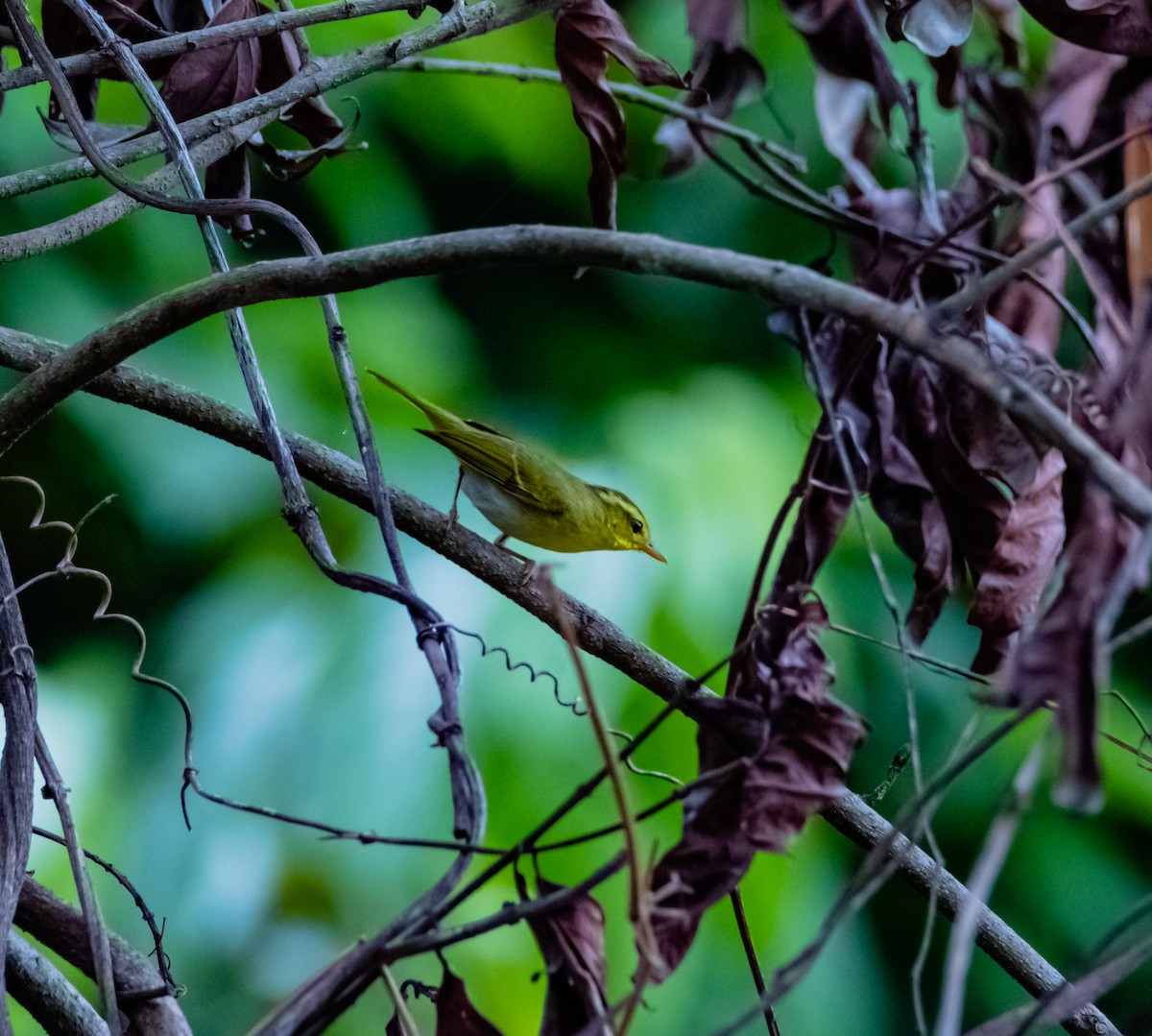 Yellow-vented Warbler - ML619918884