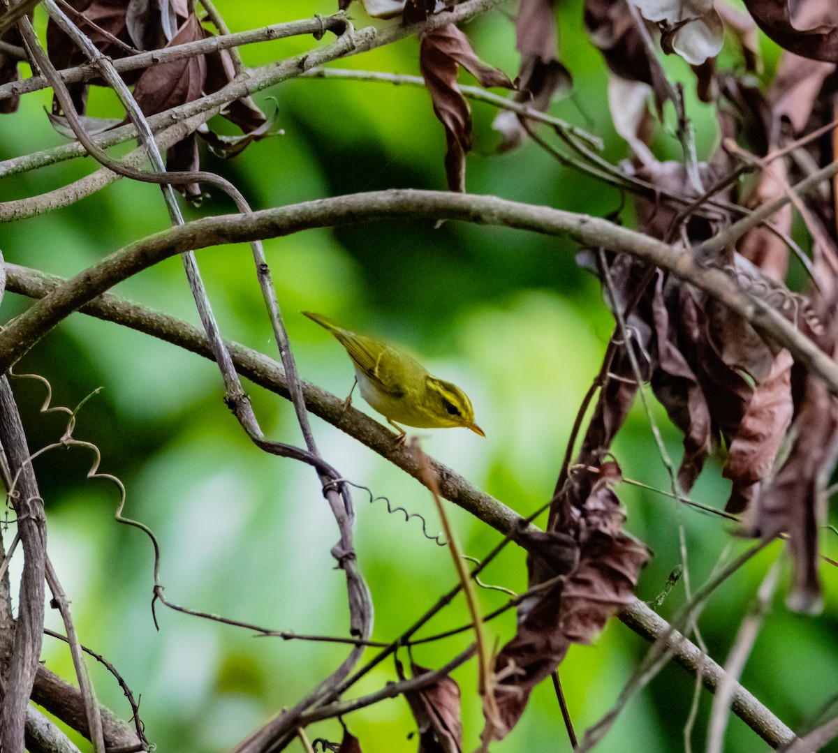 Yellow-vented Warbler - ML619918885