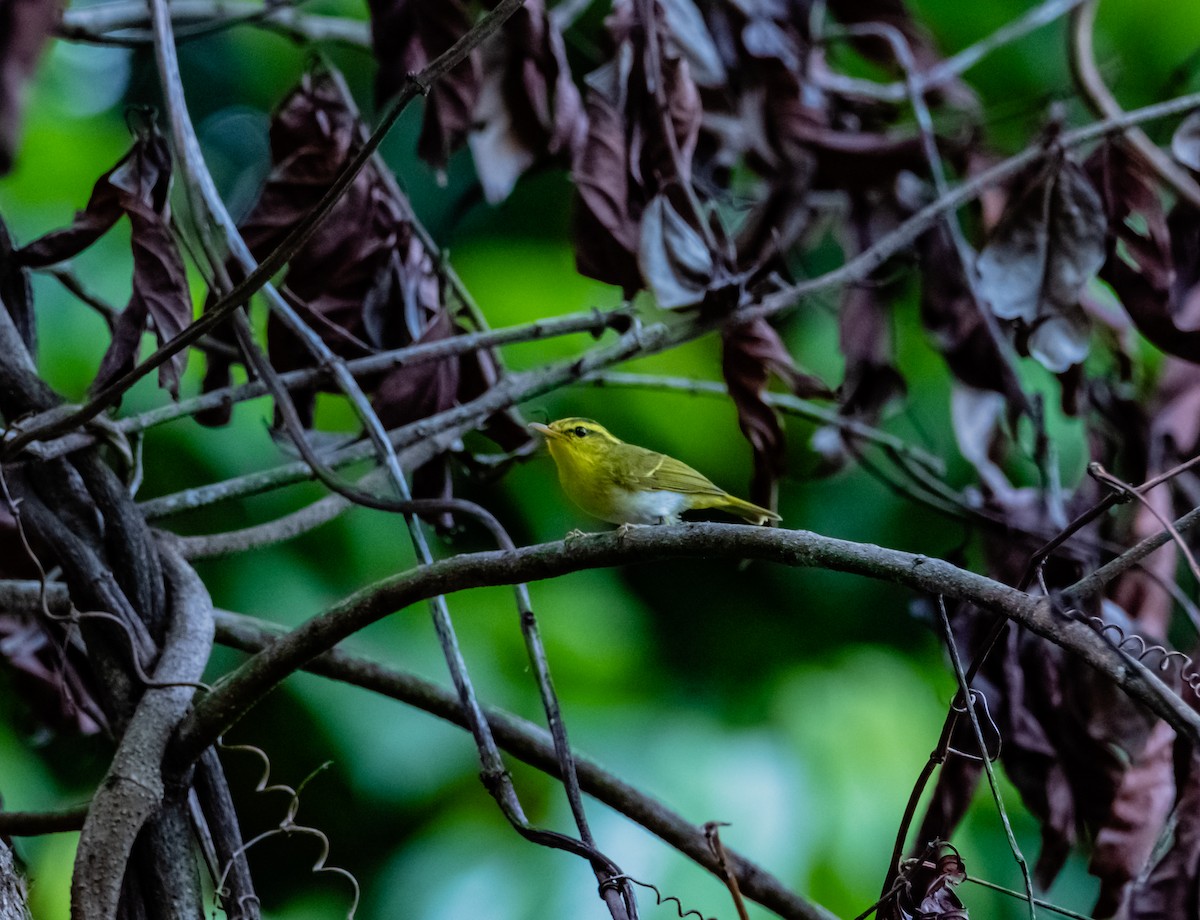 Yellow-vented Warbler - ML619918886