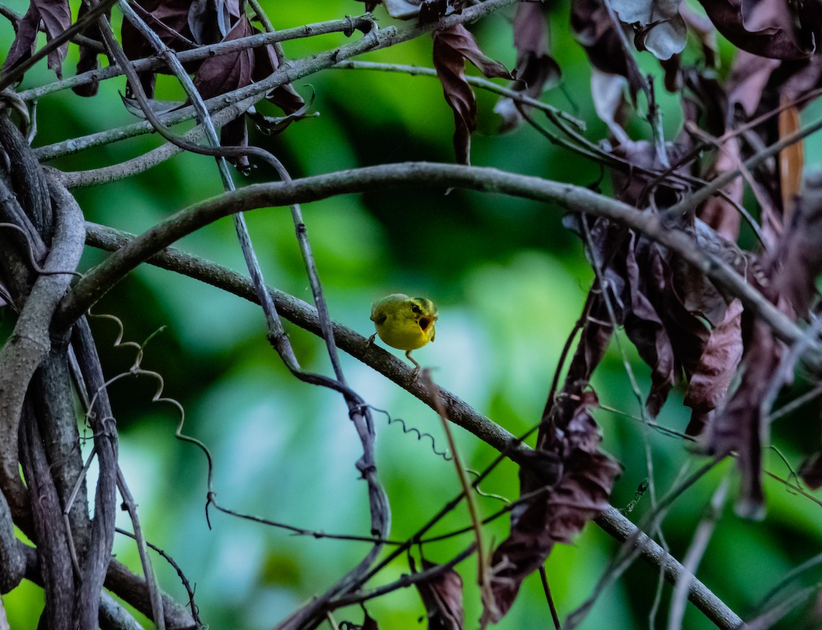 Yellow-vented Warbler - ML619918887