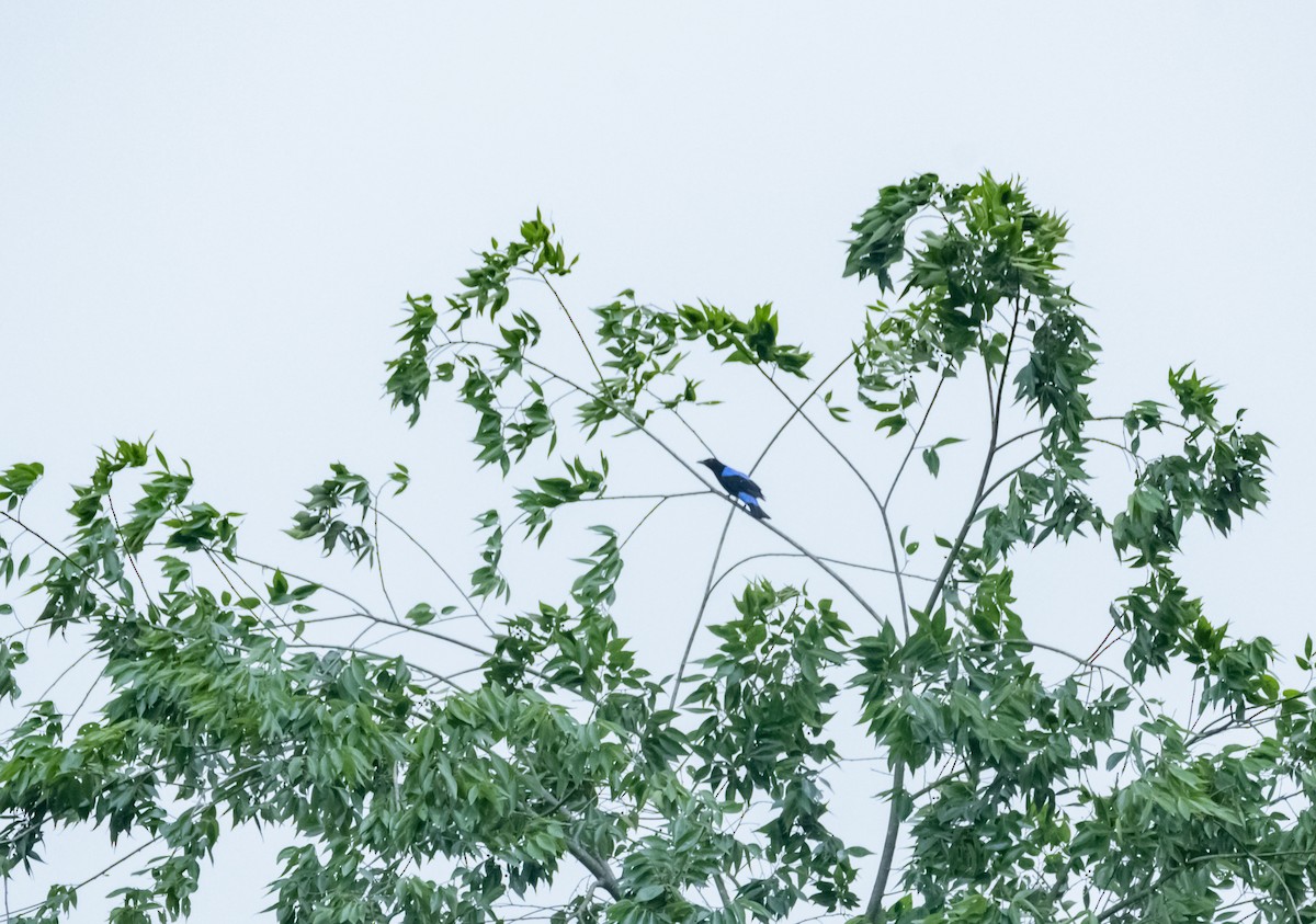 Asian Fairy-bluebird - ML619918892