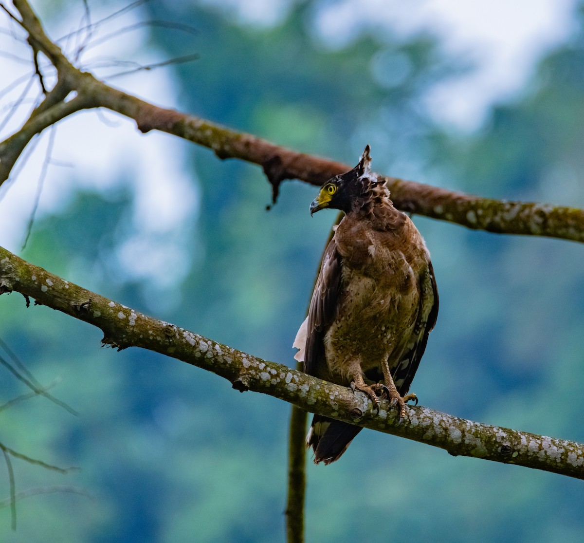 Crested Serpent-Eagle - ML619918896