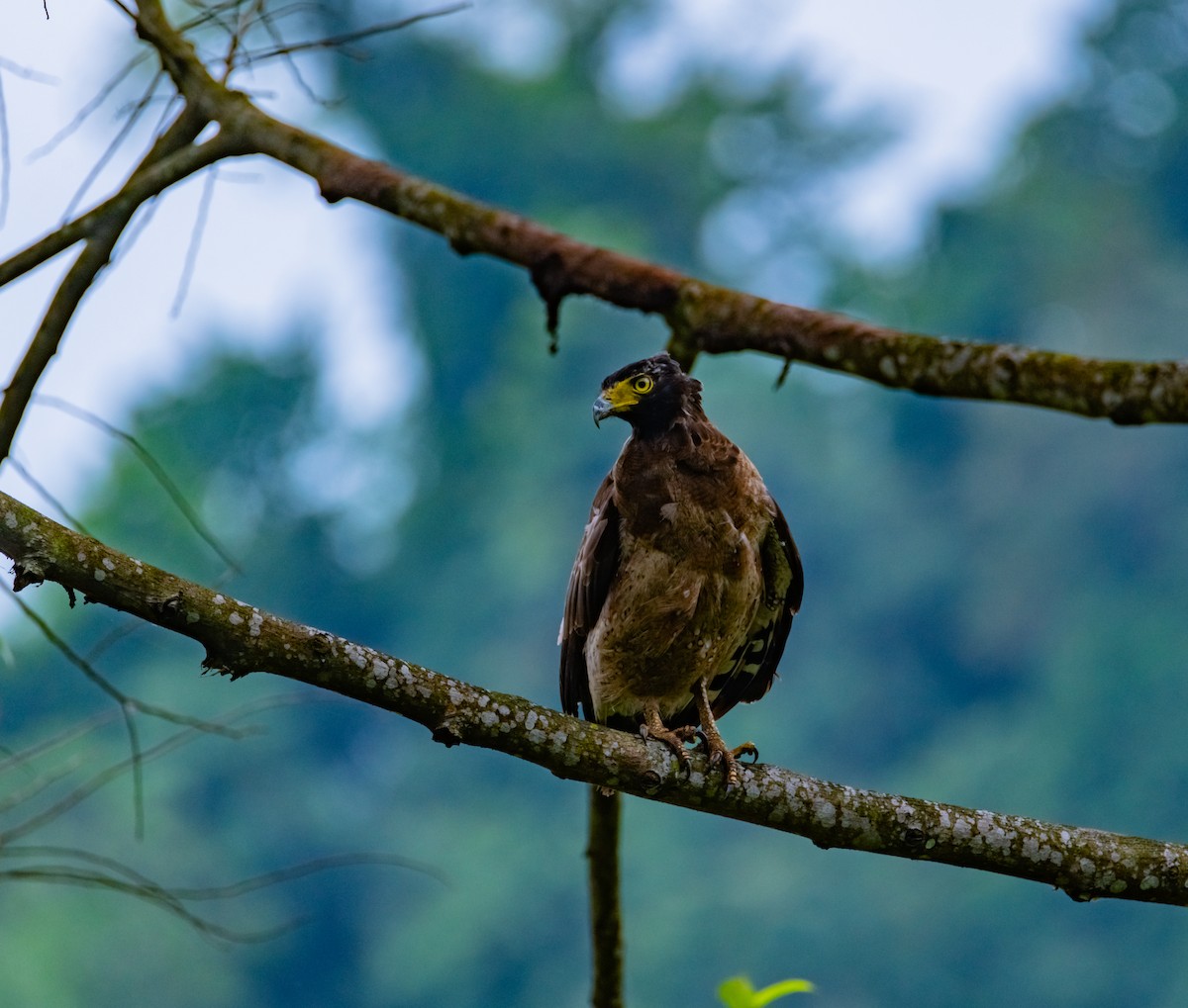 Crested Serpent-Eagle - ML619918898