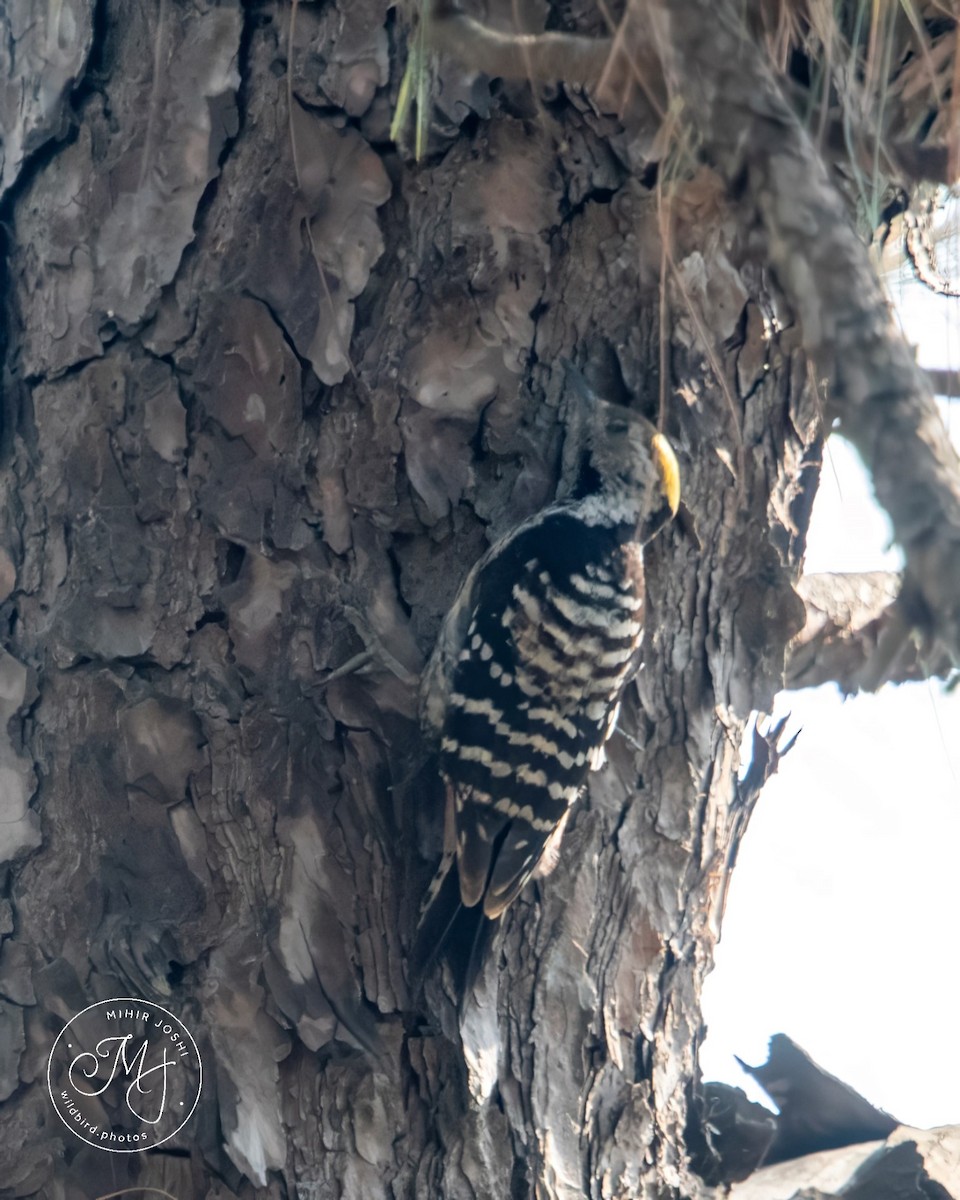 Brown-fronted Woodpecker - ML619918937