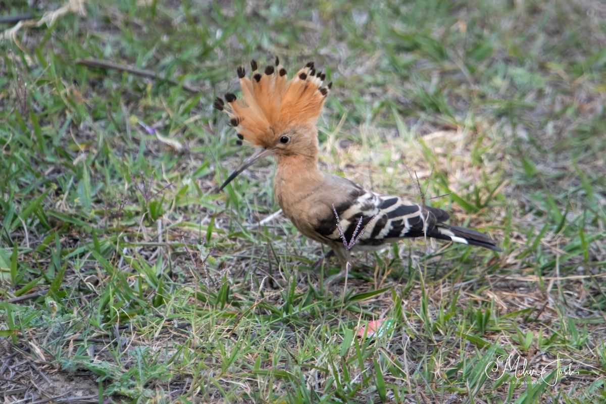 Eurasian Hoopoe - ML619918960