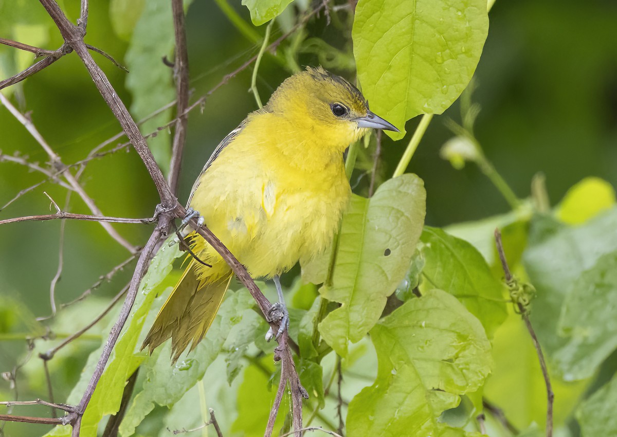 Orchard Oriole - ML619918967