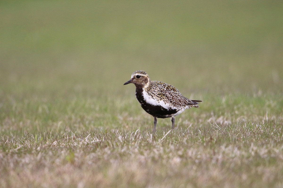 European Golden-Plover - ML619918969