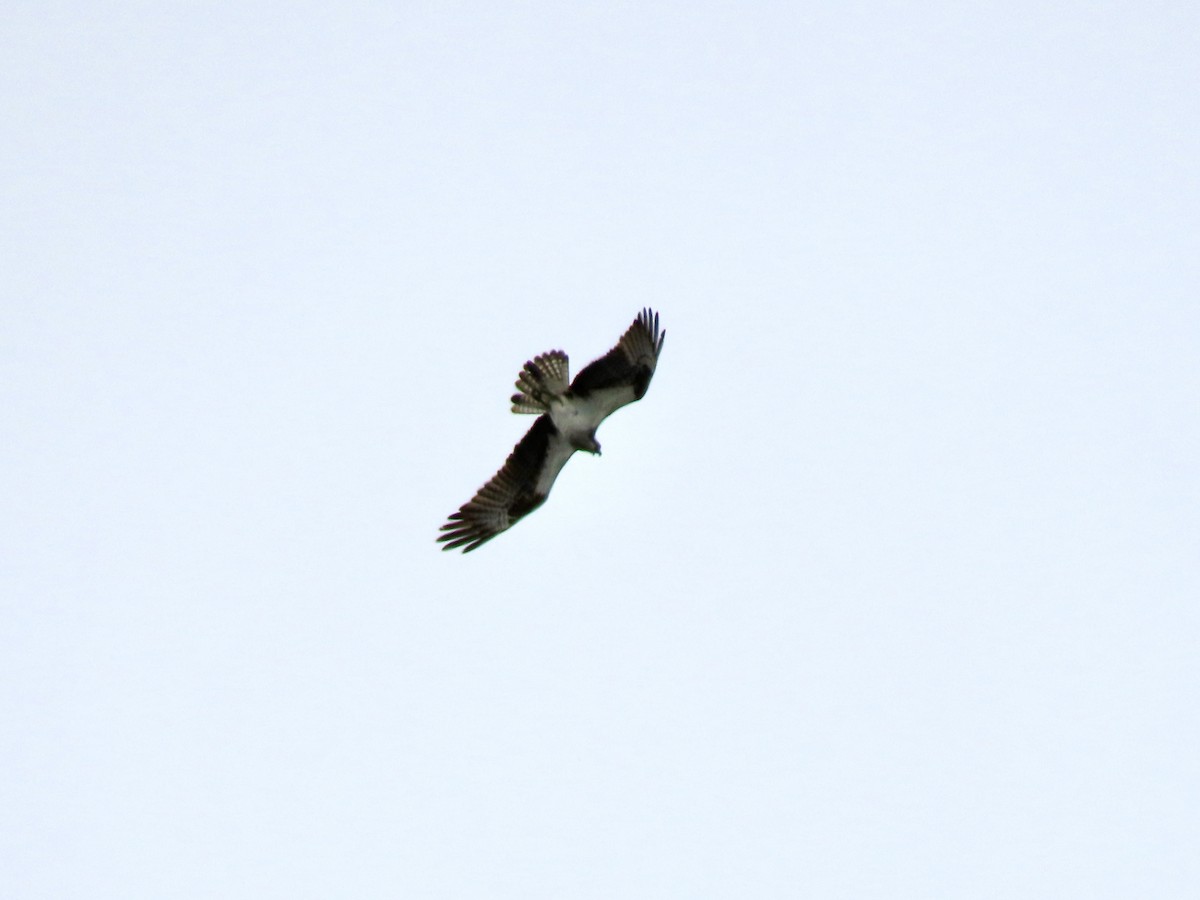 Balbuzard pêcheur - ML619918984