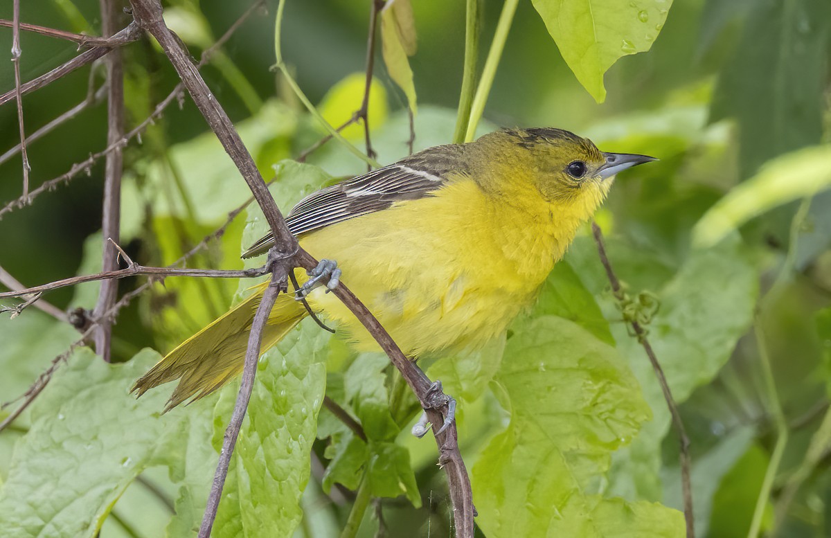 Orchard Oriole - ML619918989