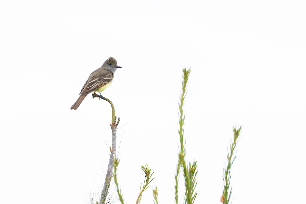 Great Crested Flycatcher - ML619918990