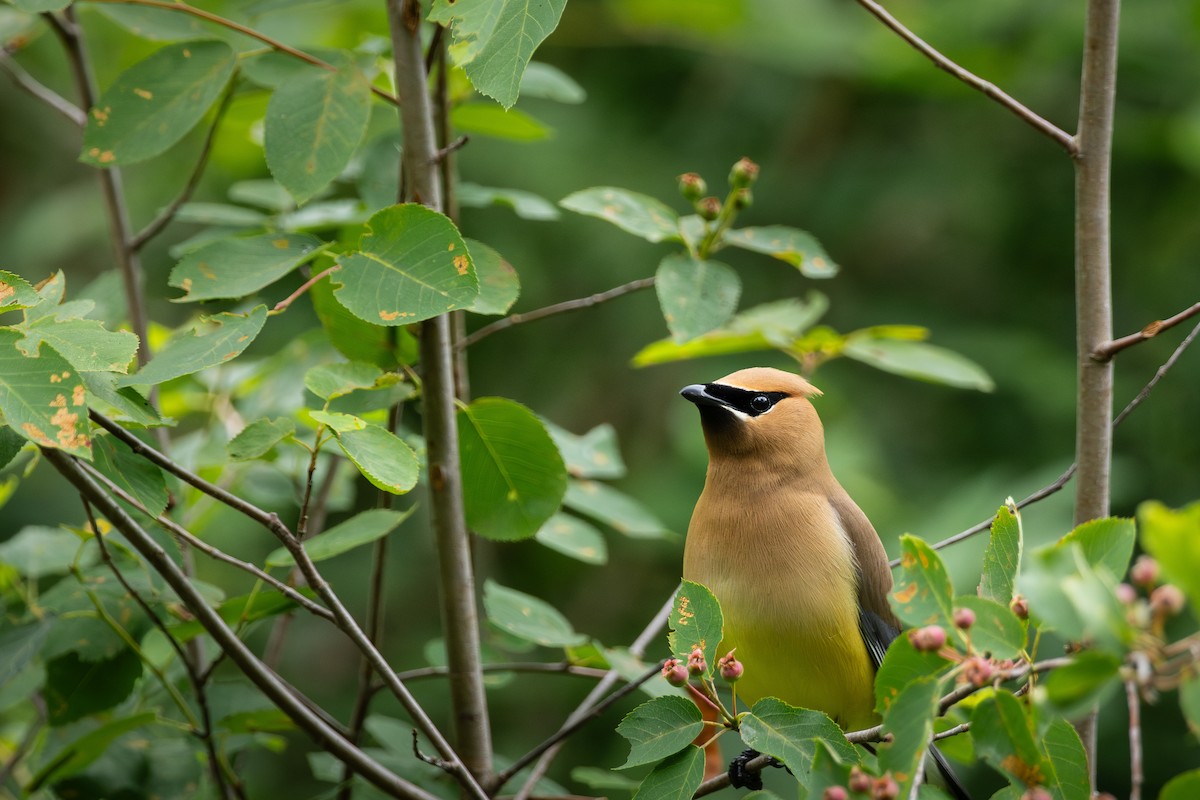 Cedar Waxwing - ML619919000