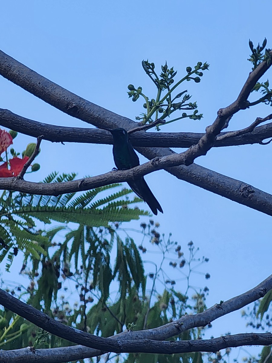 kolibřík kubánský - ML619919006