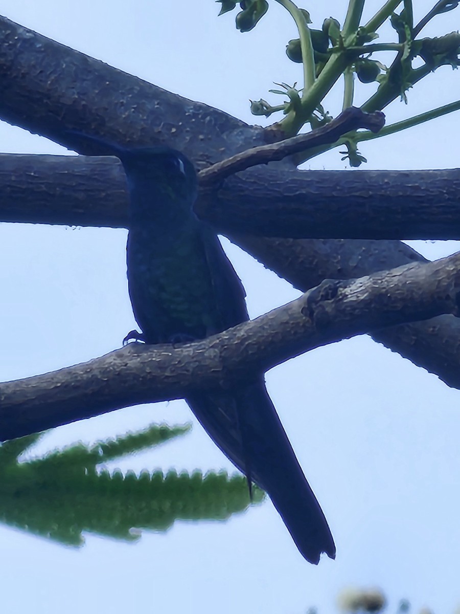 kolibřík kubánský - ML619919007