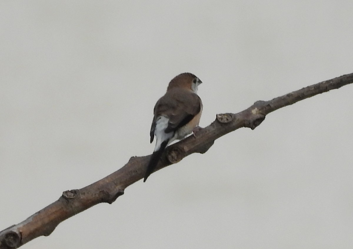 Indian Silverbill - ML619919008