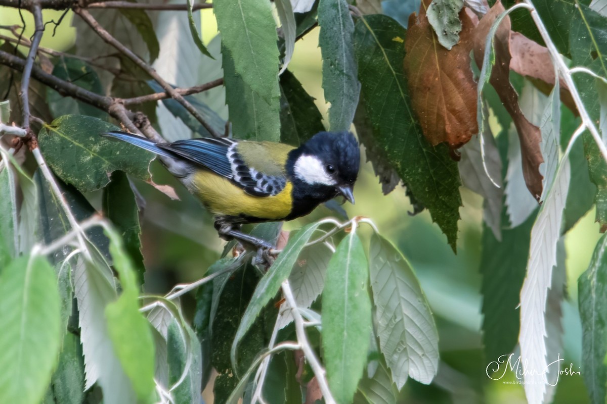 Green-backed Tit - ML619919013