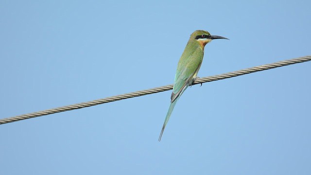 Blue-tailed Bee-eater - ML619919028