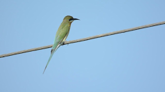Blue-tailed Bee-eater - ML619919029