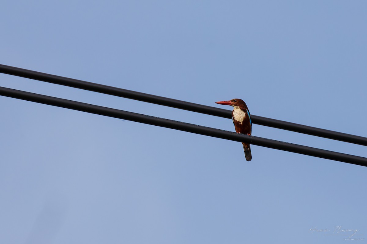 White-throated Kingfisher - ML619919031