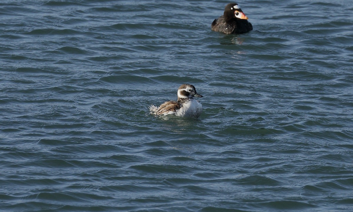 Long-tailed Duck - ML619919032